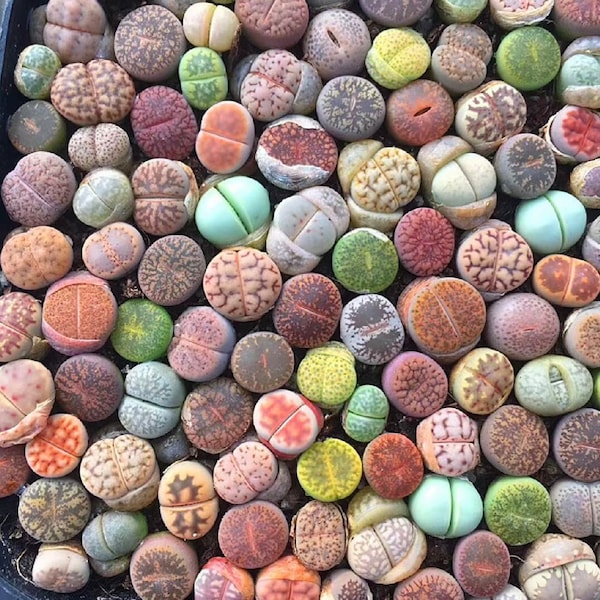 Lithop Seeds Mix, Living Stones Seeds, Colorful Mini Succulent Seedlings