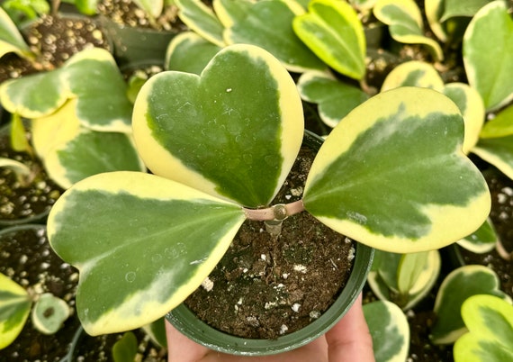 Variegated Heart Leaf Hoya, Variegated Hoya Kerrii, Sweetheart Plant, Live Plant in 2", 4", 6" pot