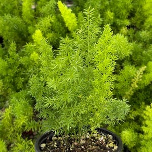 Puede incluir: Una vibrante planta de helecho espárrago verde en una maceta pequeña, redonda, marrón rojiza. El helecho tiene un follaje delicado en forma de aguja, creando una apariencia completa y texturizada. El fondo presenta una densa colección de plantas similares.