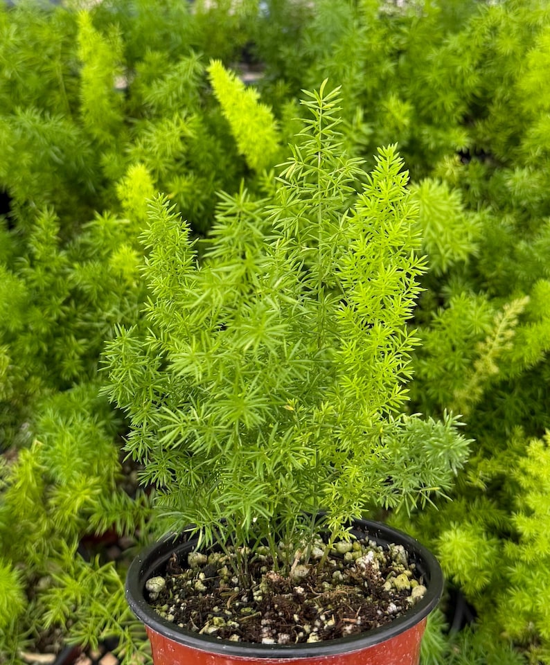 Foxtail Fern, Asparagus Meyeri, Live Plant in 4" Pot - Etsy