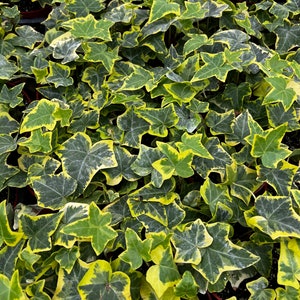 May include: A close-up of a group of green and yellow variegated ivy plants. The leaves are heart-shaped and have a dark green center with a light yellow border.