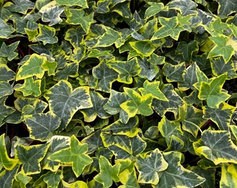 Gold Child Ivy, Trailing Plant, Climbing plant, Easy Care House Plant in 4'' pot