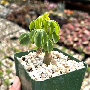 Adenia Glauca, Rare Succulent, Unique Houseplant, Climbing Plant in 3", 3.5", 6" pot