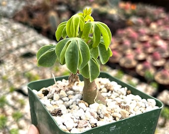 Adenia Glauca, Rare Succulent, Unique Houseplant, Climbing Plant in 3", 3.5", 6" pot