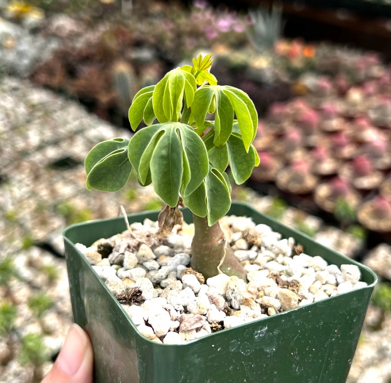 May include: A small potted plant with vibrant green, fan-shaped leaves and a light brown stem. The plant is in a square, dark green pot filled with white pebbles. The background is blurred, suggesting a greenhouse or garden setting.