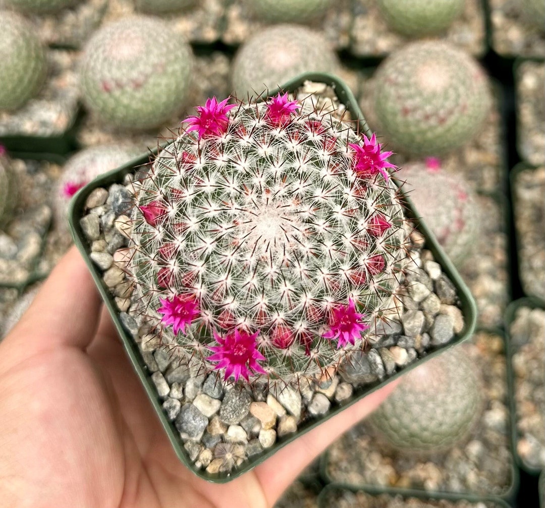 Rainbow Pincushion, Mammillaria Rhodantha, Spherical Cactus in 3 Pot Etsy