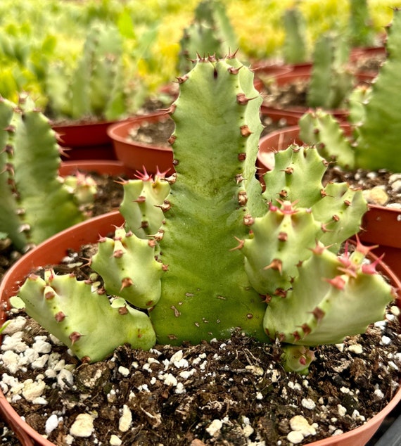 Euphorbia Resinifera, Resin Spurge, Rare Succulent, Live Plant in 6" Pot -  Etsy