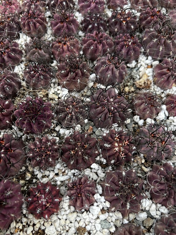 Purple Cactus, Rare Cactus, Neochilenia Jussieui, Live Plant in 3.5" Pot -  Etsy