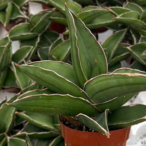 May include: Close-up of a potted Sansevieria plant, also known as a snake plant. The plant features broad, green leaves with white and reddish-brown edges. The plant is in a small, brown plastic pot, with other similar plants in the background.