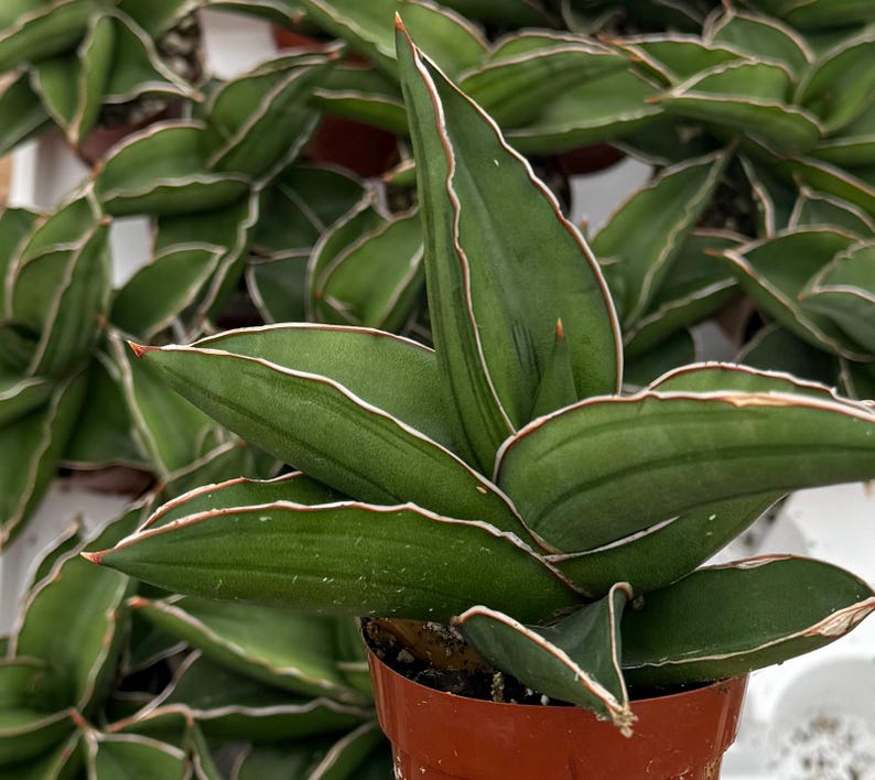 May include: Close-up of a potted Sansevieria plant, also known as a snake plant. The plant features broad, green leaves with white and reddish-brown edges. The plant is in a small, brown plastic pot, with other similar plants in the background.