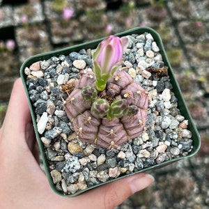 Gymnocalycium Rotundulum Cactus, Pink Cactus, Rare Cactus, Live Plant in 3.5 pot image 7