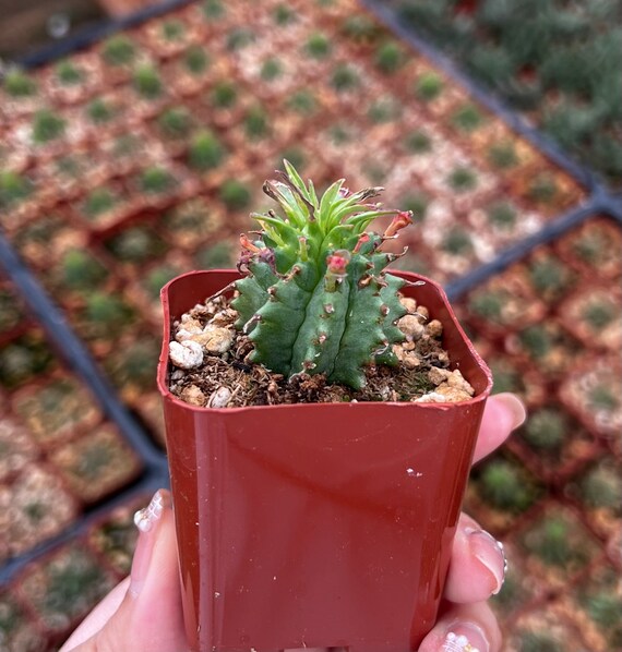 Twisted Euphorbia Cactus, Spiral cactus, Rare succulent, Live Plant in 2'',  4'' pot - Etsy sterreich