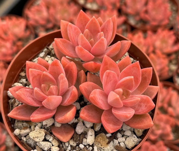 California Sunset, Graptosedum Alpenglow, Pink Succulent, Live Plant in 2",  4" Pot - Etsy