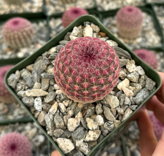 Arizona Rainbow Cactus, Rainbow Hedgehog Cactus, Echinocereus Rigidissimus,  Colorful Cactus, Pink Cactus in 2", 3", 4'', 6" pot - Etsy sterreich