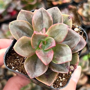 May include: A succulent plant with green, brown, and pink leaves in a small black pot. The plant has a rosette shape and is growing in a brown soil mix.