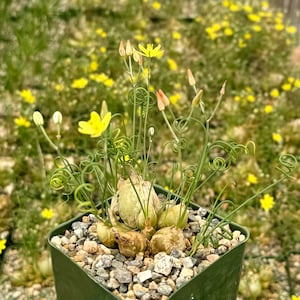 May include: A small potted plant with yellow flowers and curly green stems. The plant is in a green pot with small stones.