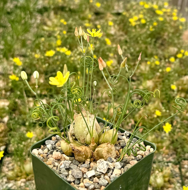 May include: A small potted plant with yellow flowers and curly green stems. The plant is in a green pot with small stones.