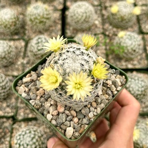 Mammillaria Duwei, Rare Cactus, Live Plant in 3 pot image 3