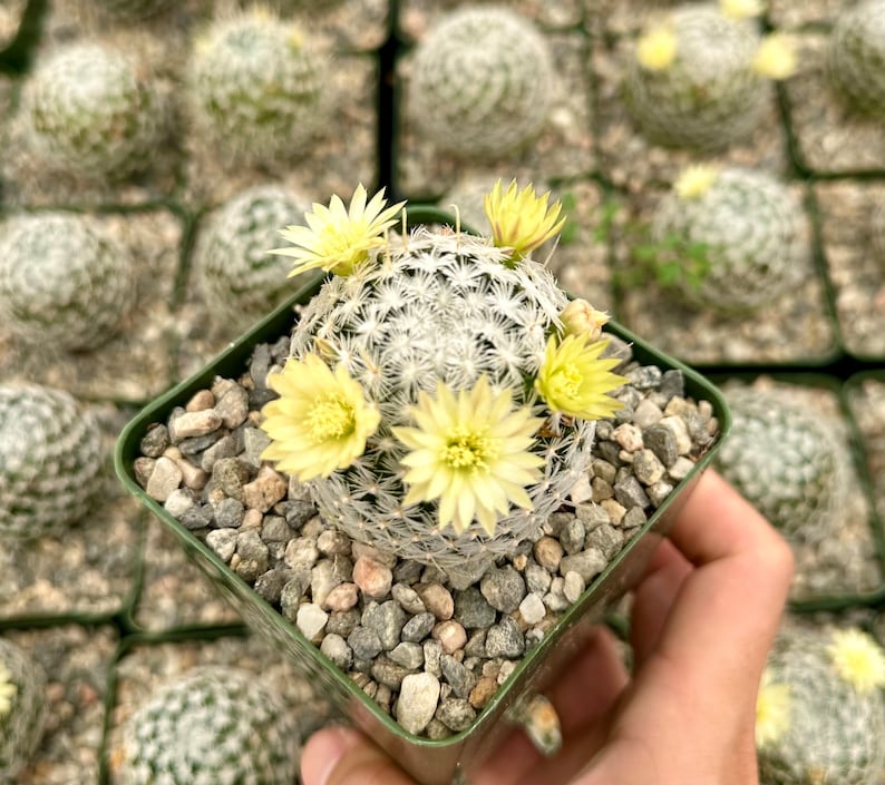 Mammillaria Duwei, Rare Cactus, Live Plant in 3 pot image 3