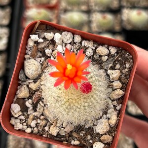 Red Crown Cactus, Fire Crown Cactus, Rebutia Minuscula, Blooming Cactus, Live Plant in 2.5'' pot image 2