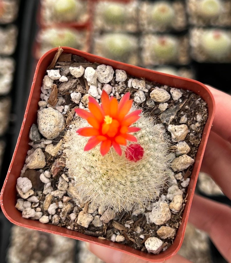 Red Crown Cactus, Fire Crown Cactus, Rebutia Minuscula, Blooming Cactus, Live Plant in 2.5'' pot image 2