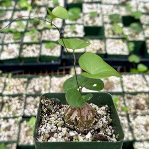 May include: A small, brown, knobby plant with green heart-shaped leaves growing in a square green pot. The plant is surrounded by other small plants in similar pots.