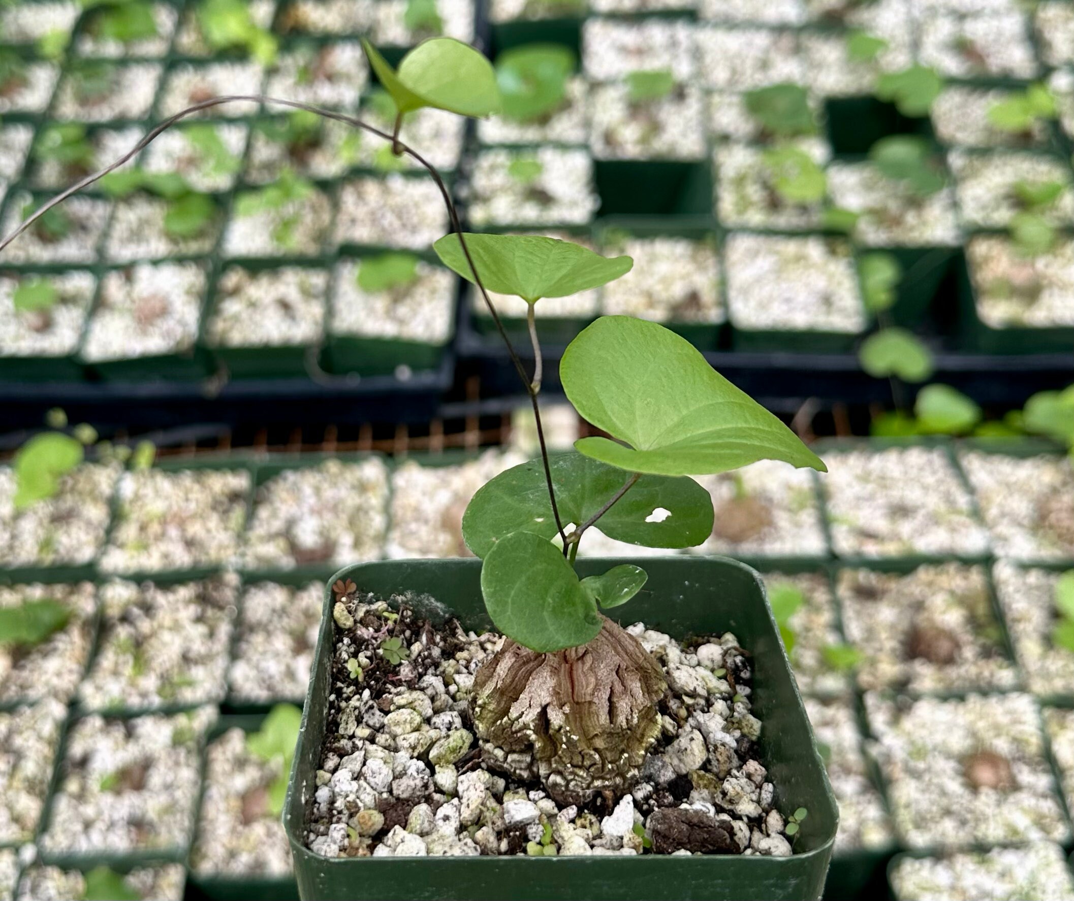 Dioscorea Elephantipes, Elephant's Foot, Exotic Plant, Live Plant