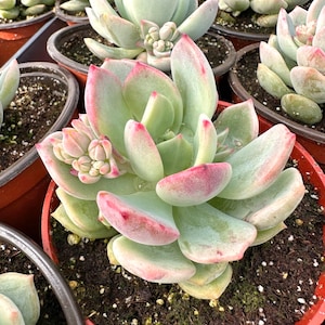 Pachyveria Draco, Pink Succulent, Live Plant in 4&#39;&#39; pot