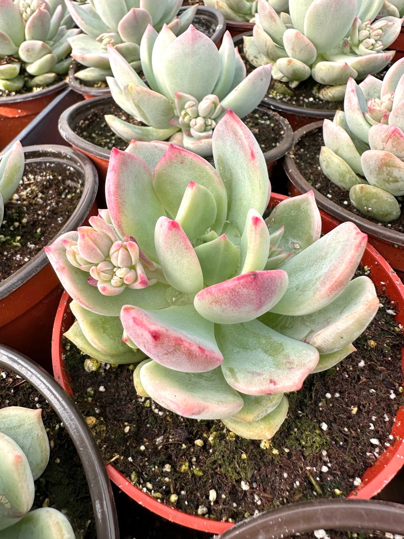 Pachyveria Draco, Pink Succulent, Live Plant in 4'' pot