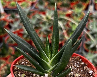 Aloe Gasteria, Live Succulent in 4'' pot