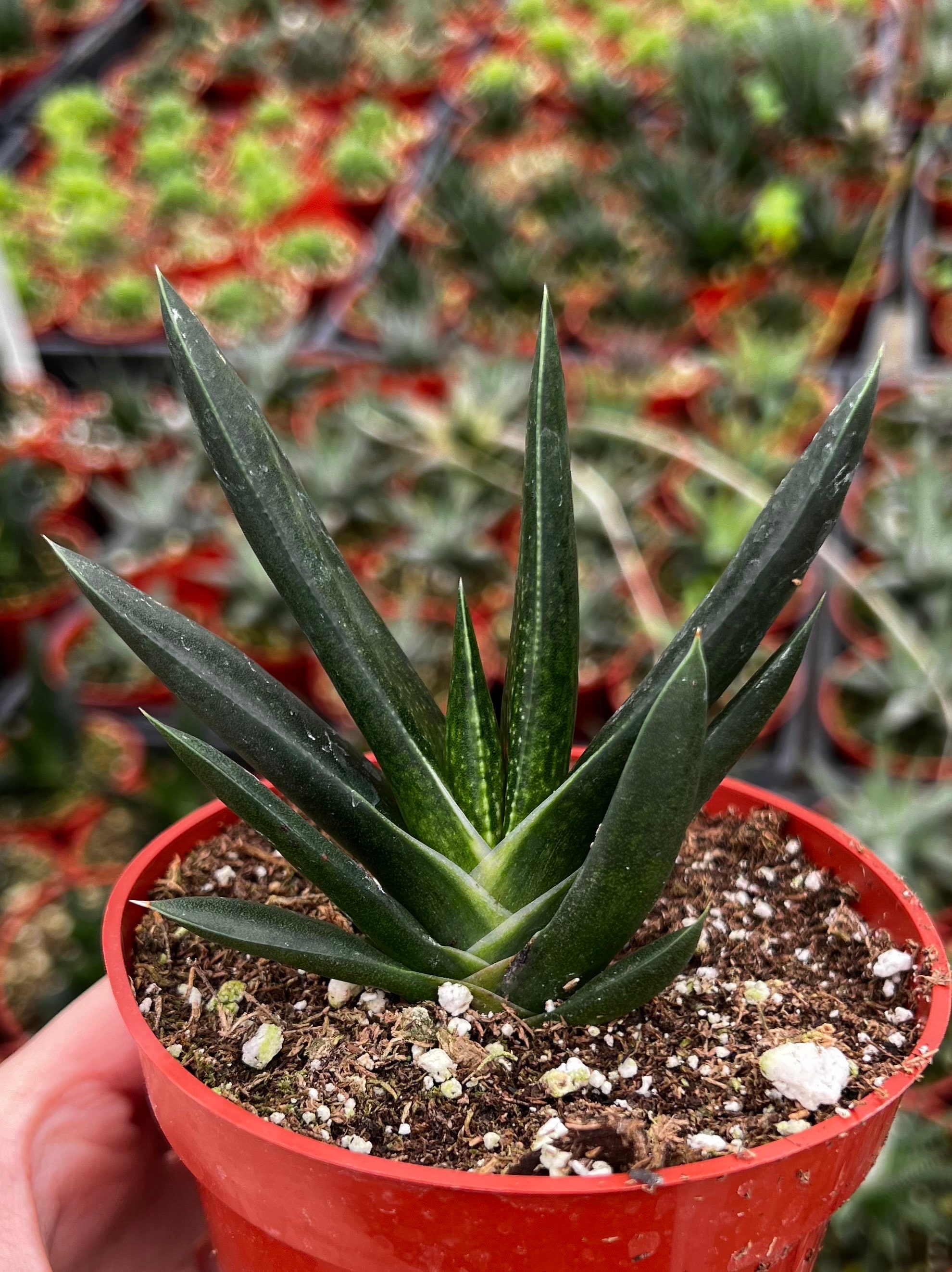 Aloe Gasteria, Live Succulent in 4'' pot