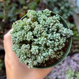 Sedum Dasyphyllum, Sedum Minor, Small Succulent, Live Plant in 2'', 4'', 6 pot image 8