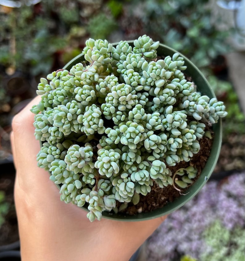 Sedum Dasyphyllum, Sedum Minor, Small Succulent, Live Plant in 2'', 4'', 6 pot image 8