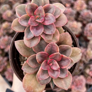 Echeveria Chroma 4” Multiple Heads Live Succulents