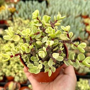 May include: A small potted succulent plant with bright green leaves and red stems. The plant is in a brown pot and is being held in a person's hand.
