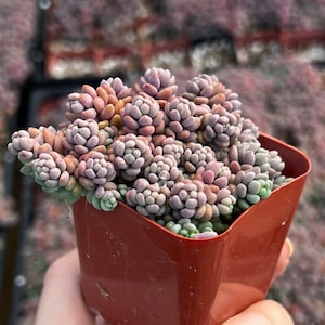 Sedum Dasyphyllum, Sedum Minor, Small Succulent, Live Plant in 2'', 4'', 6 pot 2” pot