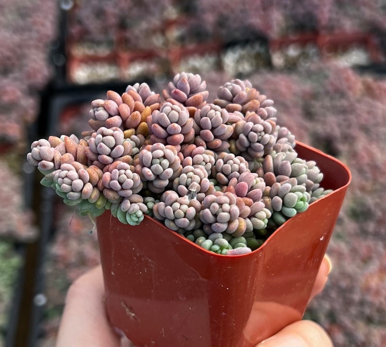 Sedum Dasyphyllum, Sedum Minor, Small Succulent, Live Plant in 2'', 4'', 6 pot 2” pot