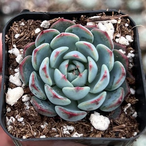 Echeveria Minima 2", 4"pot, Live Succulent, Small Succulents