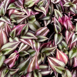 Puede incluir: Primer plano de un grupo de plantas con hojas largas y estrechas. Las hojas son una mezcla de verde y morado, con rayas blancas que recorren la longitud de cada hoja.