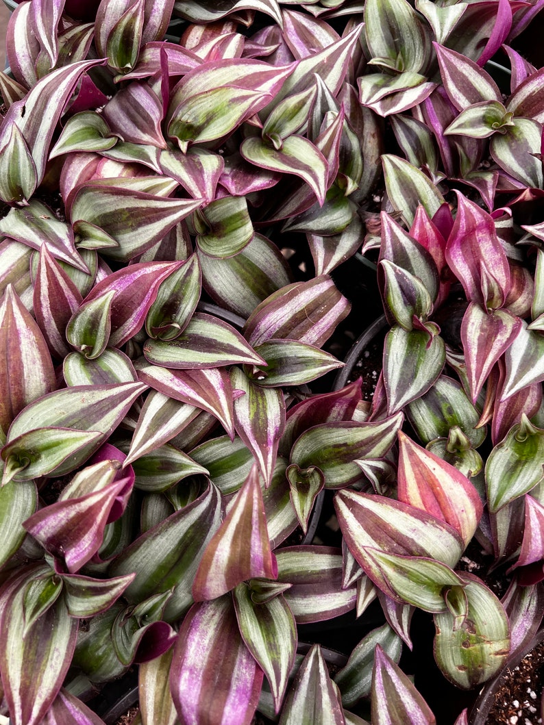 Puede incluir: Primer plano de un grupo de plantas con hojas largas y estrechas. Las hojas son una mezcla de verde y morado, con rayas blancas que recorren la longitud de cada hoja.