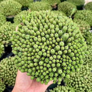 Euphorbia Monstrose, Rare Succulent, Unique Plant, Cactus Cluster, Live Plant in 2'', 4", 6'' pot