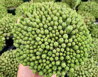 Euphorbia Monstrose, Rare Succulent, Unique Plant, Cactus Cluster, Live Plant in 2'', 4", 6'' pot