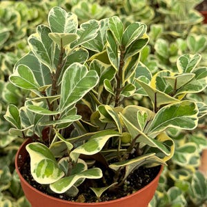 May include: A potted Ficus triangularis plant, also known as a Variegated Triangle Fig. The plant features green and cream-colored leaves with a heart shape. The plant is in a terracotta pot and surrounded by other plants.