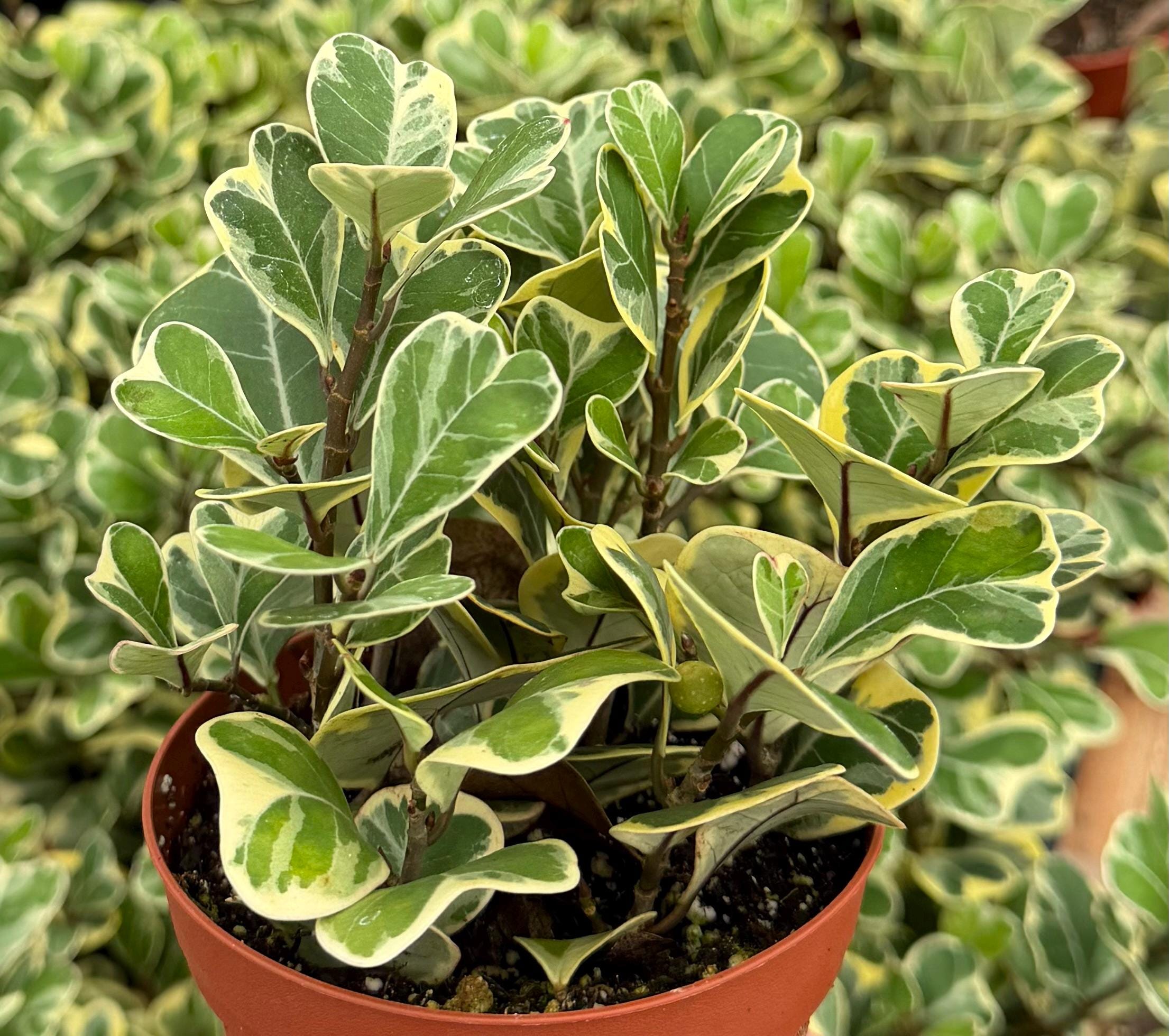 その他観葉植物 Oxalis triangularis variegated Oxalis Triangularis Variegated - Etsy