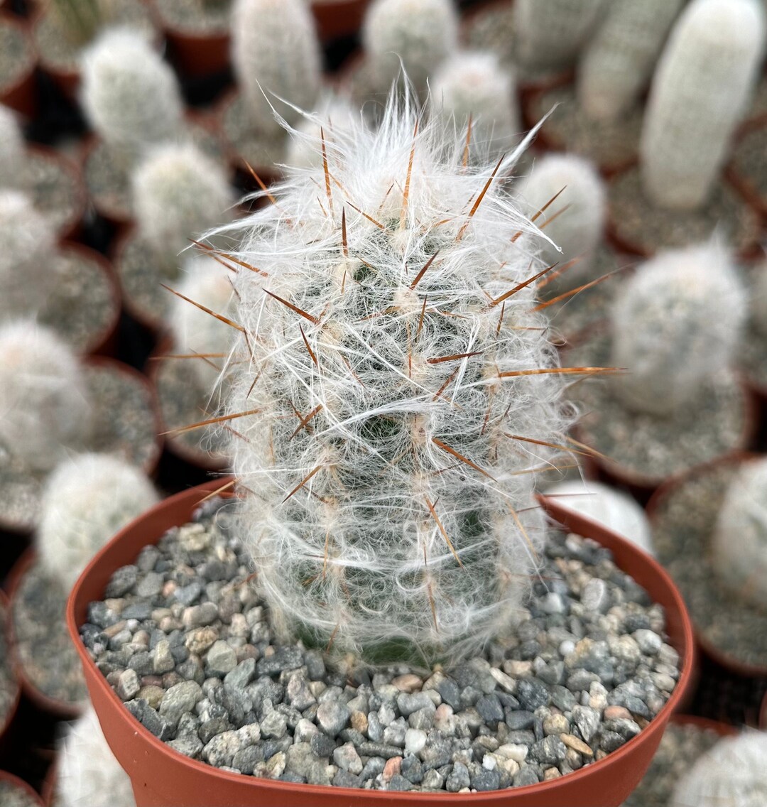 デ*オ様 希少 METEORATOYZ Cactus メテオトライズ ミラーハン il_1080xN.5325315687_k73d.jpg