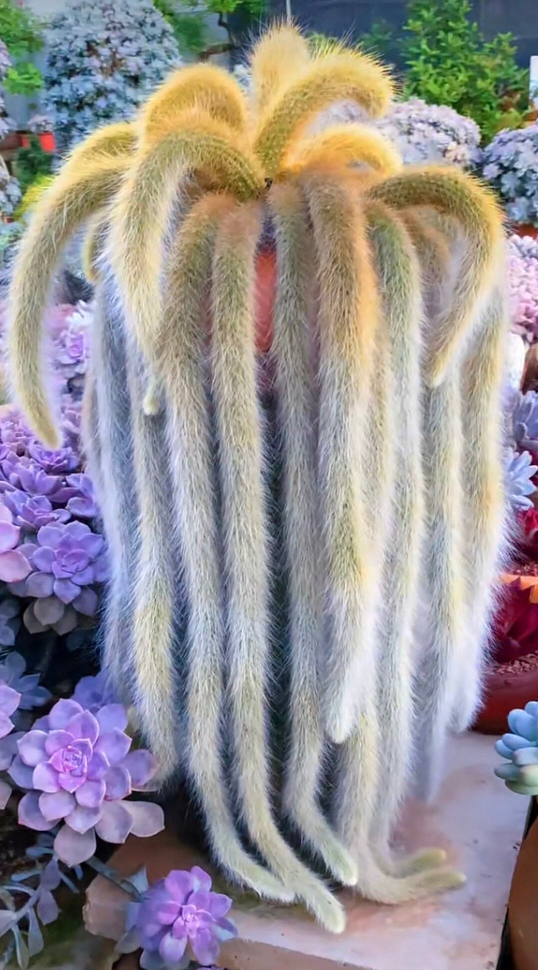 Monkey Tail Cactus, Hildewintera Colademonois, Rare Cactus, Live  Succulents, Ship in Bare Roots, 6" to 8'' Long - Etsy Israel