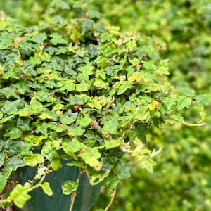 String of Frogs, Ficus Pumila Quercifolia, Rare Houseplant in 3&quot;, 4&quot; pot