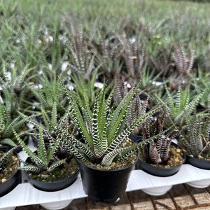 Zebra Plant, Haworthia Fasciata, Small Succulent, Easy care plant in 2, 4 pot image 5