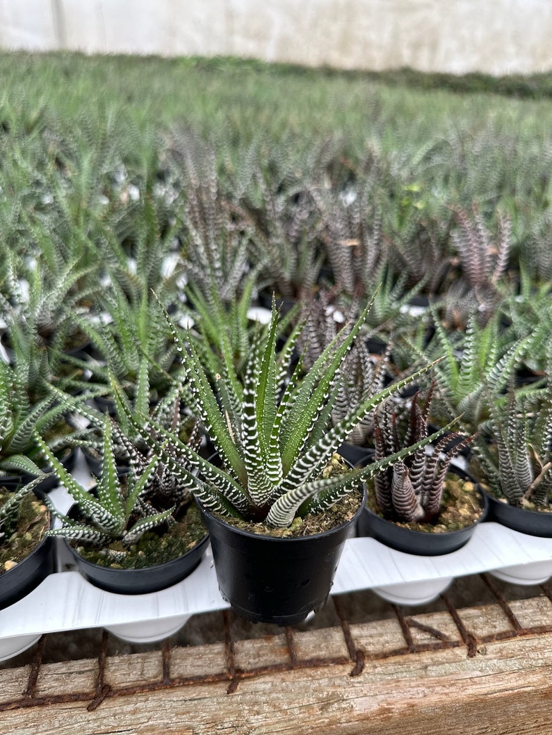 Zebra Plant, Haworthia Fasciata, Small Succulent, Easy care plant in 2, 4 pot image 5