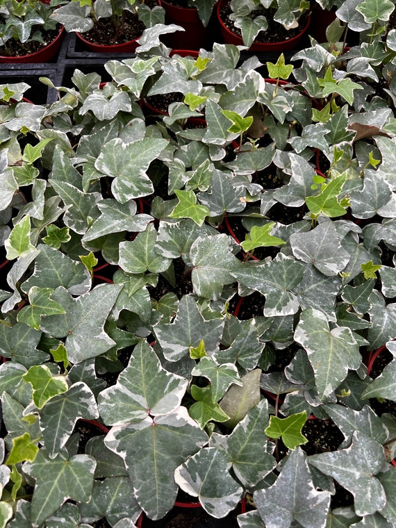 Glacier English Ivy, Trailing Plant, Climbing Plant, Easy Care House Plant in 4'' pot